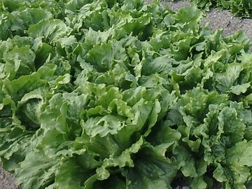 レタス