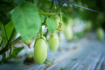 夏秋ナス