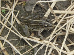 トノサマガエル