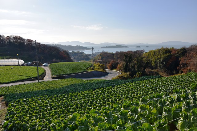 『冬の野菜栽培』【岡山県瀬戸内市牛窓町】