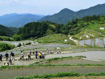 参加者による田植えの様子