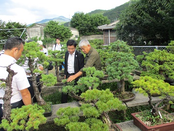 高棚におかれた盆栽の説明を受ける職員