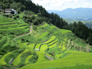 稲刈りの時期を迎えた泉谷地区の棚田の風景