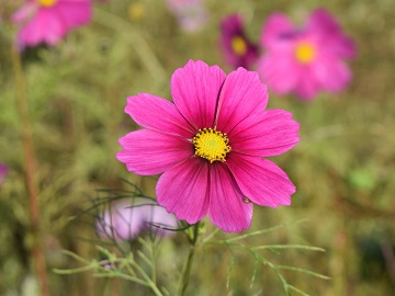 桜に似たコスモスの花弁