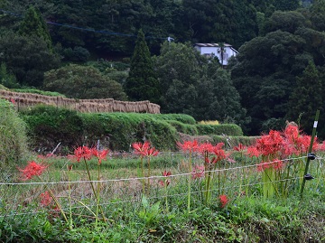 棚田の稲木と法面に咲く彼岸花