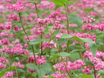 そばの花の拡大画像