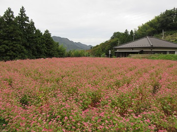 棚田に植えられた赤そば