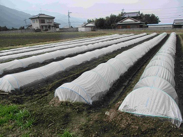春の収穫を待つにんじん用トンネル