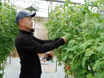 ハウス内で作業をする富田氏
