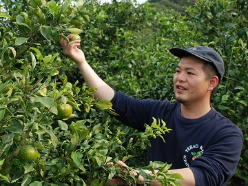 甘平の摘果作業