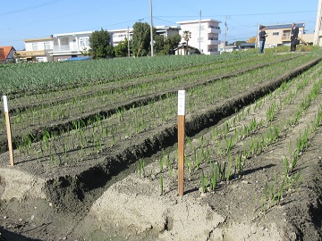 球根を採種する花きのほ場