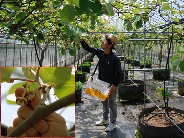 花粉専用園での花蕾収穫の様子