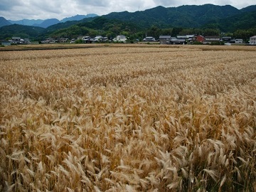 収穫期を迎えた「はだか麦」