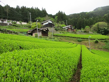 若葉が茂る山間の茶畑