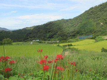秋の訪れを感じる田園風景