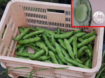 収穫された「一寸そらまめ」