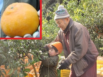 曾孫の収穫を補助する宏一氏