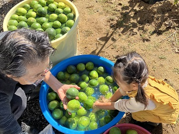 摘果した青い果実を洗う南雲一家