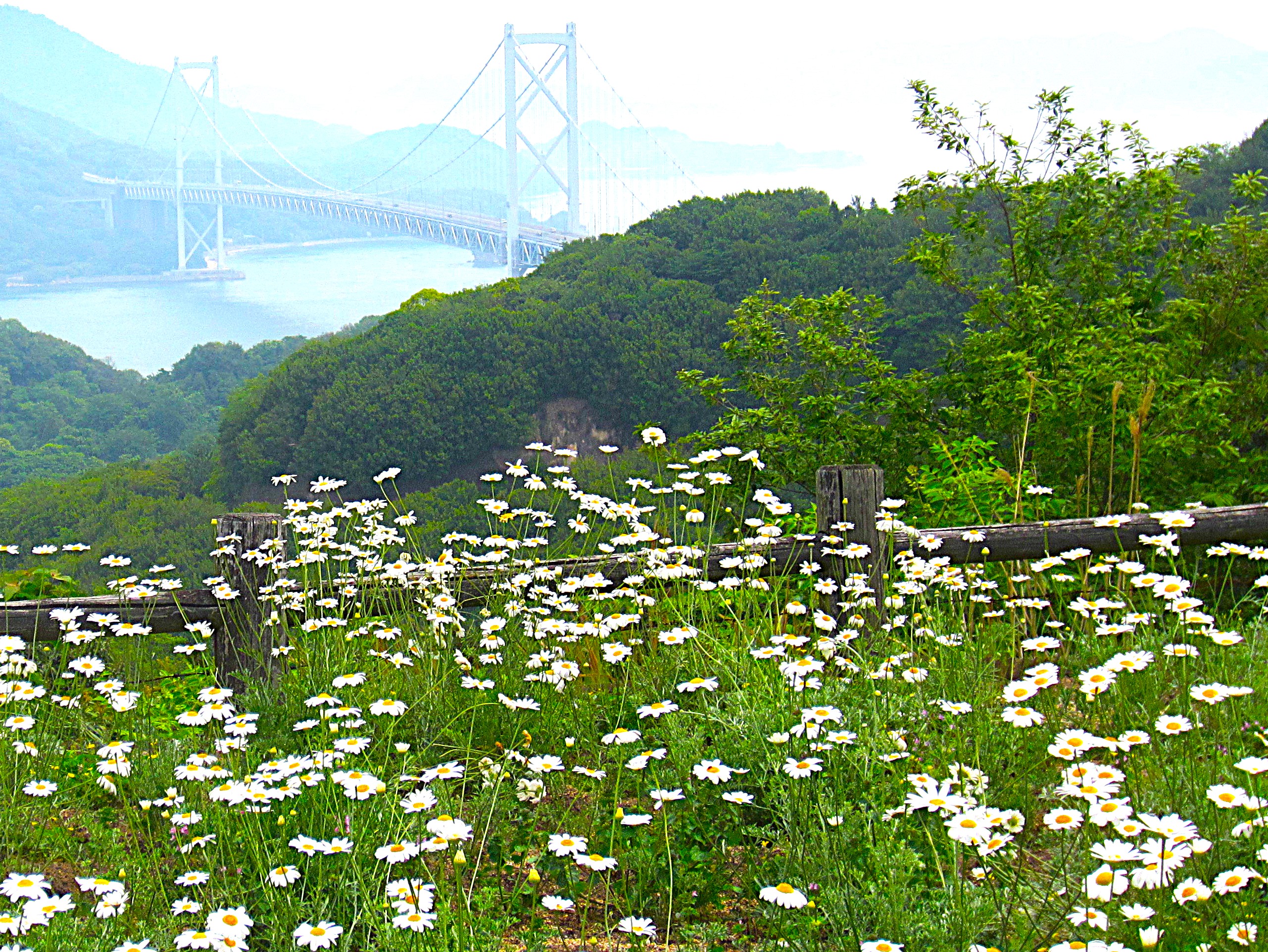 尾道市因島の除虫菊と因島大橋の画像