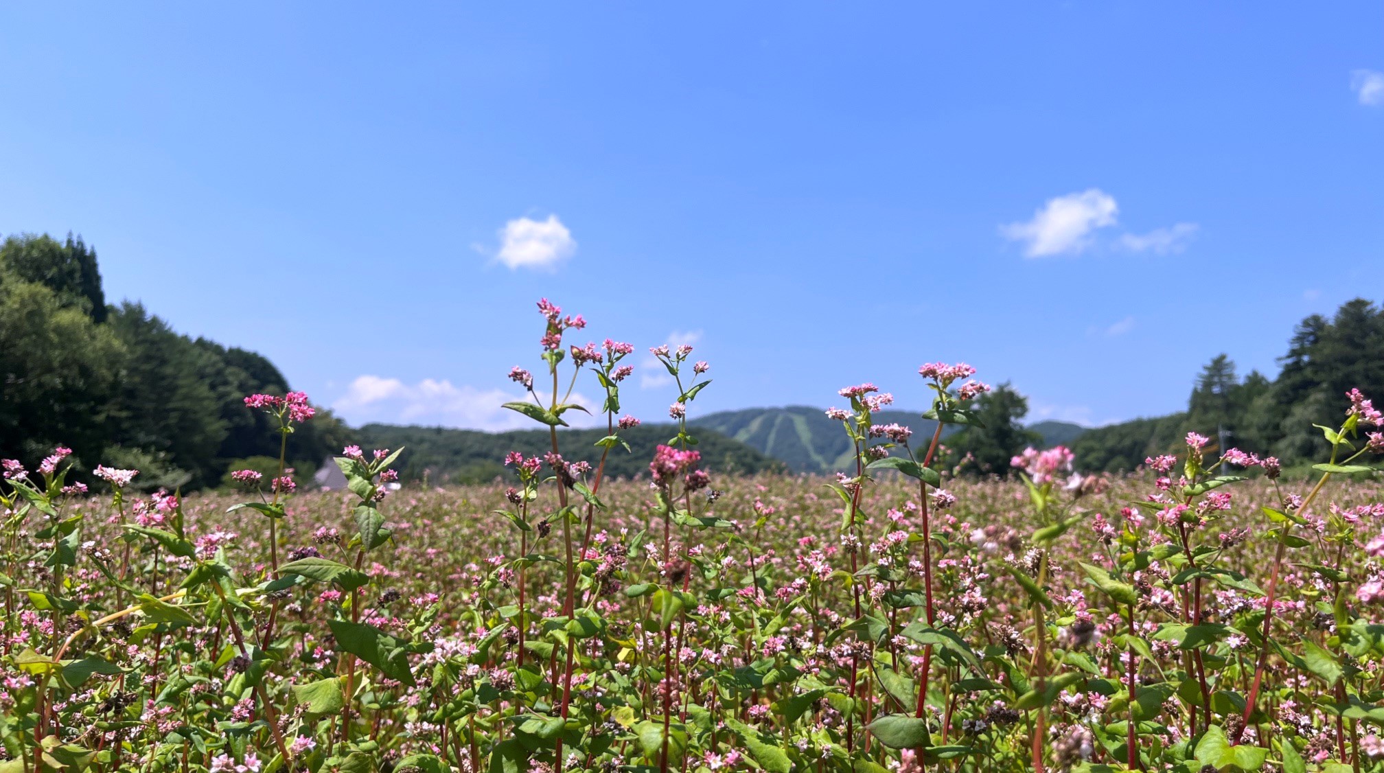 八幡高原の赤そばの花々