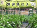 狩留家なすの圃場の様子