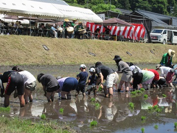 田植え歌に合わせてみんなで田植え