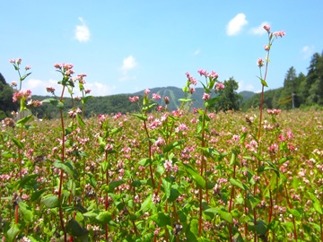 高原に咲くの赤そばの花