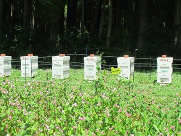 圃場に設置している採蜜用の巣箱