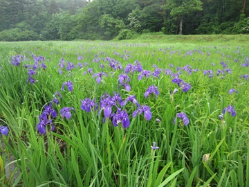 初夏の湿原を飾るカキツバタの群生