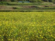 一面に咲きほこるコスモス