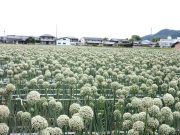 収穫を待つネギ坊主