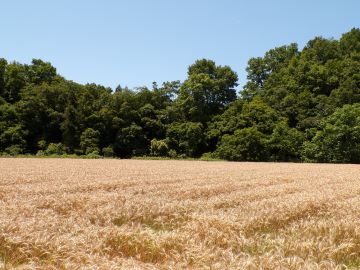 のどかな山間で色付く小麦畑