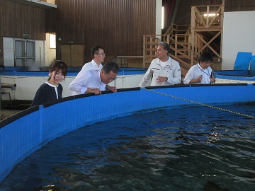 チョウザメを養殖している水槽