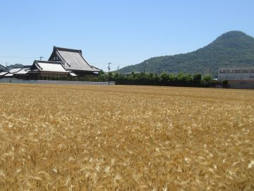 黄金色に色づいたはだか麦