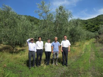 傾斜地に広がるオリーブ農園