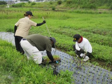 ワラビ株式会社