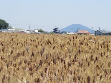 紫色の穂が特徴のダイシモチ