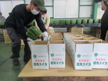 四角スイカの箱詰め