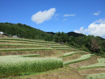 天空のそば畑