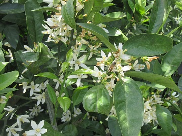 みかん花の蜜を集める西洋蜜蜂