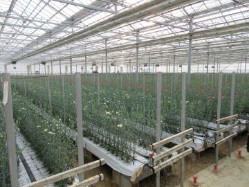 広大なハウスには色とりどりの花
