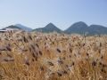 紫色の穂が風にたなびく讃岐平野！！