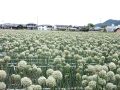 収穫を待つネギ坊主