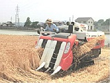 はだか麦の刈り取り始まる