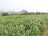 麦の出穂状況