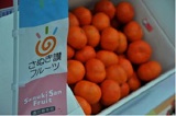 さぬき讃フルーツ「小原紅早生（おばらべにわせ）」の出荷始まる
