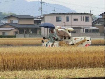 小麦の収穫の様子