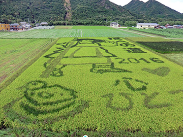 田んぼアート全景