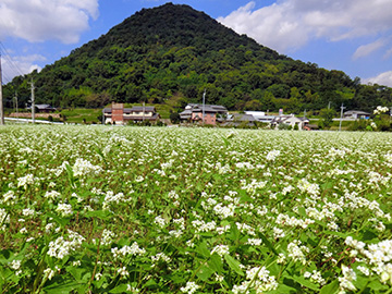 ほ場の様子（背景の山は堤山（羽床富士））