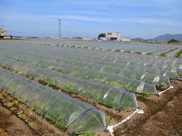 一面のレタス畑